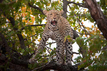Fototapeta na wymiar Leopard in the tree in Africa