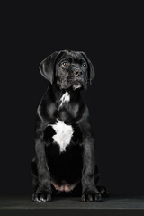 Black puppy Cane Corso on a black background in full growth. 