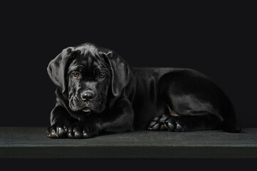 Portrait of a beautiful, cute puppy on a black background