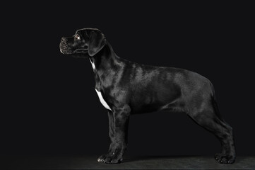Black puppy Cane Corso on a black background in full growth. Exterior of the puppy