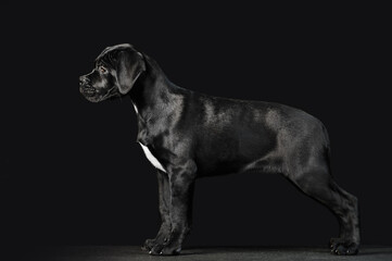 Fototapeta na wymiar Black puppy Cane Corso on a black background in full growth. Exterior of the puppy in profile
