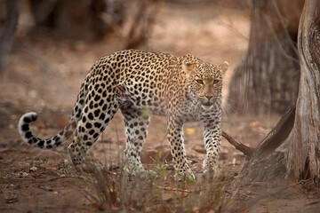 Obraz premium Leopard in the wild South Africa