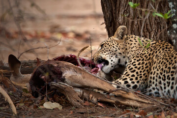 Leopard eating Impale that he hunt
