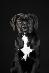 Black puppy Cane Corso on a black background. Portrait of a cute puppy closeup