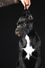 Black puppy Cane Corso on a black background. Portrait of a cute puppy closeup