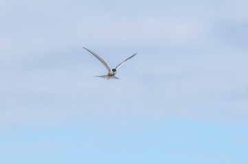 Arctic Tern (Sterna paradisaea) in Barents Sea coastal area, Russia