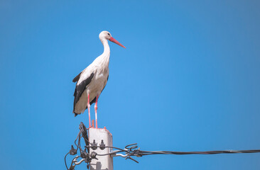 stork on a pole of high-voltage wires on blu sky background. Close up.