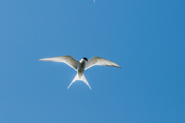 Arctic Tern (Sterna paradisaea) in Barents Sea coastal area, Russia