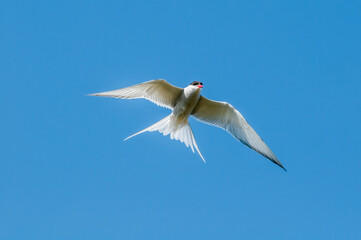 Arctic Tern (Sterna paradisaea) in Barents Sea coastal area, Russia