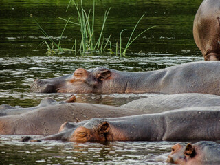 Hippos in Murchison Falls National Park, Uganda