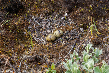 Neast of Arctic Tern (Sterna paradisaea) in Barents Sea coastal area, Russia