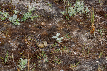 Neast of Arctic Tern (Sterna paradisaea) in Barents Sea coastal area, Russia