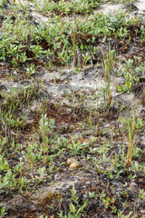 Neast of Arctic Tern (Sterna paradisaea) in Barents Sea coastal area, Russia
