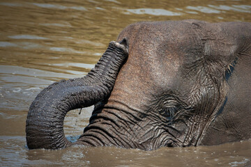 Fototapeta na wymiar Elephant's in the wild africa 