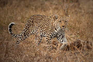 Leopard in the wild South Africa