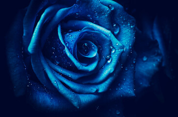 artistic image of flower romantic blue rose with drops of water like  flowery art