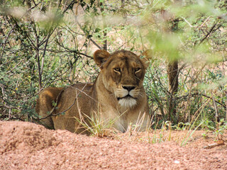 Lioness in Murchison Falls National Park, Uganda