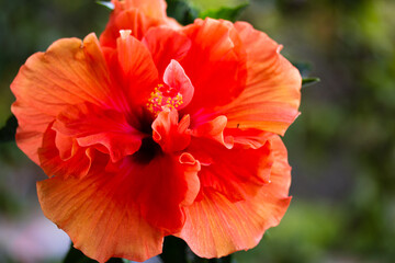 Flamenco Hibiscus adonicus double pink