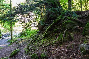Auvergne 