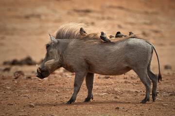 Warthog's in the wild