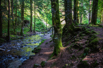 Fototapeta premium Auvergne 