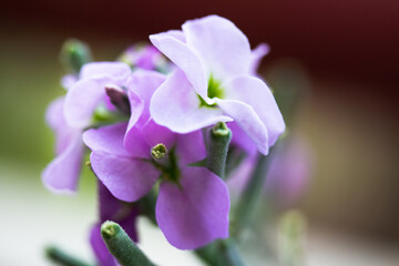 Matthiola incana purple flower