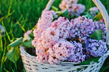 white basket with lilac flowers. Blooming lilac flowers