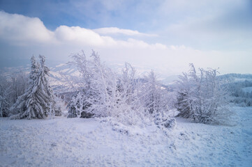 snow covered trees