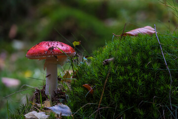 Amanita muscaria mushroom in the forest
