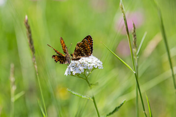 Auvergne 
