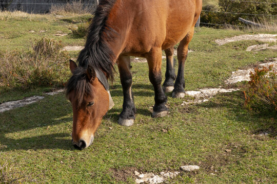 Frontal view of a brown horse in the nature