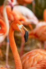 Head of a pink flamingo.