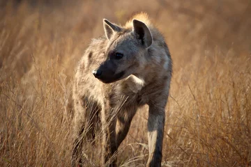 Crédence de cuisine en verre imprimé Hyène Spotted Hyena in the wild