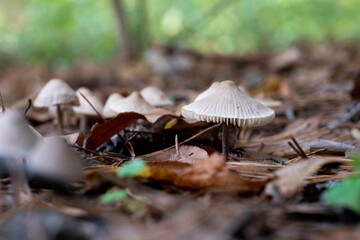 Pale Toadstool. A toxic inedible mushroom in forest nature