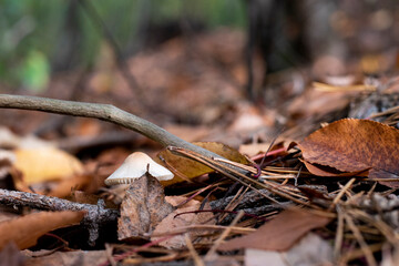 Pale Toadstool. A toxic inedible mushroom in forest nature