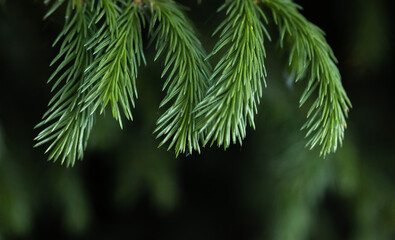 branch of a coniferous tree-a Christmas tree close-up in sunlight.  long needles and flower early in the summer.