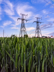 power lines in the field