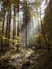 forest in autumn