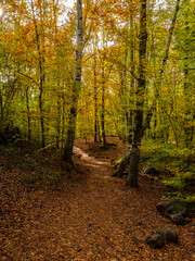 Obraz premium Autumn