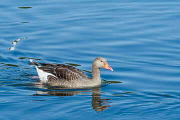 Greylag Goose (Anser anser) in park, Germany