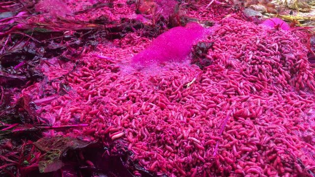 Fluorescent Bluebottle maggots feeding in breeding bed