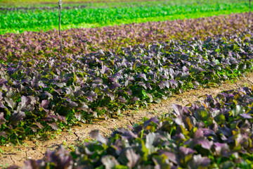 View of field planted with ripening red mustard. Growing of industrial leaf vegetable cultivars