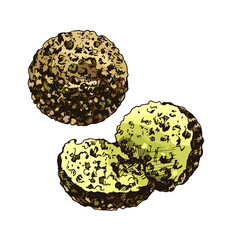 Falafel balls. Vector color vintage hatching illustration