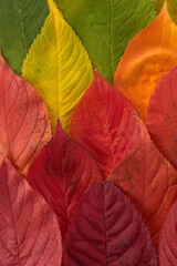 Autumn leaves rainbow color gradient. Autumn season change concept.