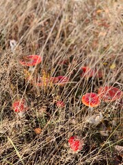 Fototapeta premium cactus in the desert