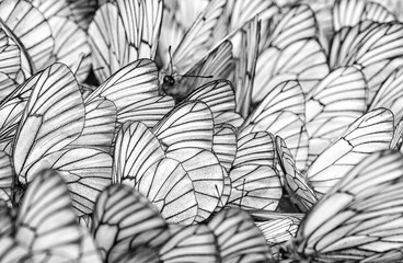 abstract background black and white geometry butterfly wings