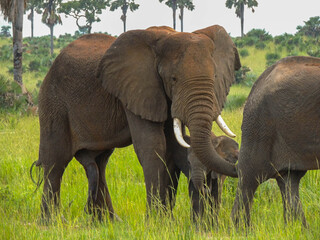 Elephan penis, in Murchison Falls National Park,Uganda