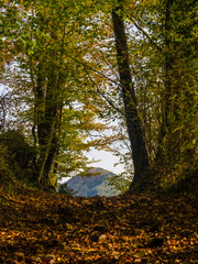 Obraz premium Autumn