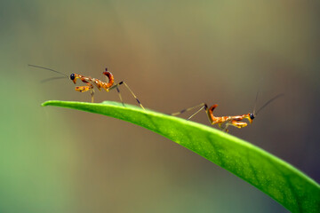 Baby Mantis with Fern and Leaf Ege