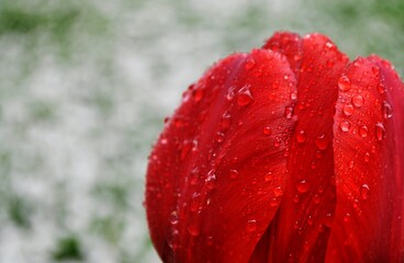 Red tulip with drops